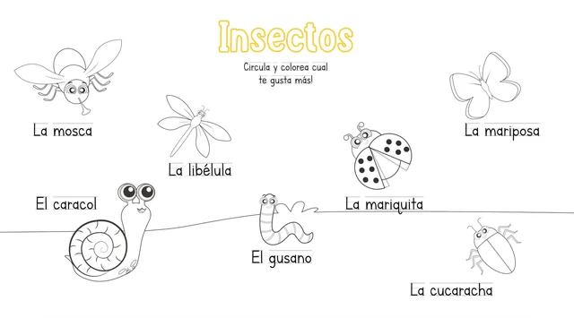 Insectos - Colorea